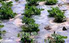 生产北京**花卉专用农膜|花卉抗硫磺|农膜涂覆PO膜膜