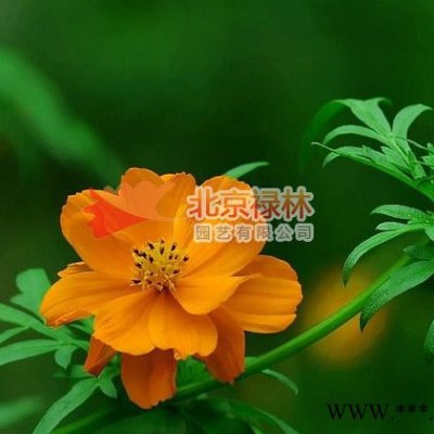 供应北京禄林硫磺菊硫磺菊种子 硫华菊 黄芙蓉